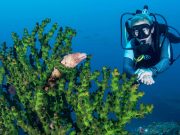 (3D2N) LEISURE DIVING PACKAGES (FOR CERTIFIED DIVERS ONLY)