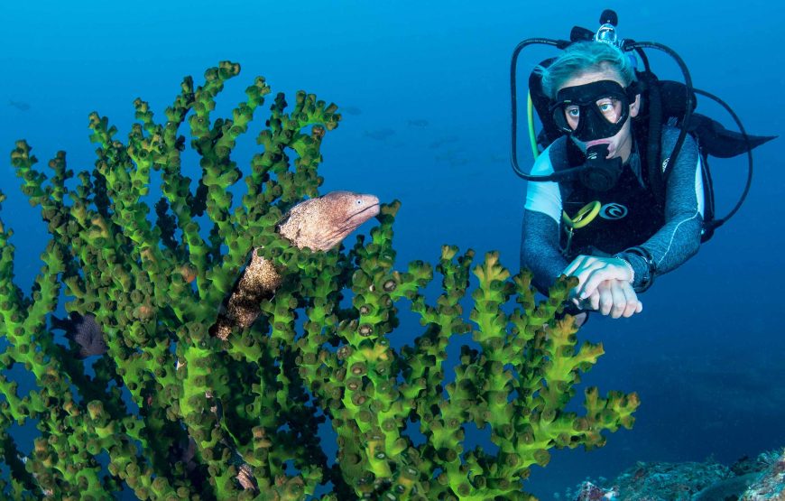 (3D2N) LEISURE DIVING PACKAGES (FOR CERTIFIED DIVERS ONLY)